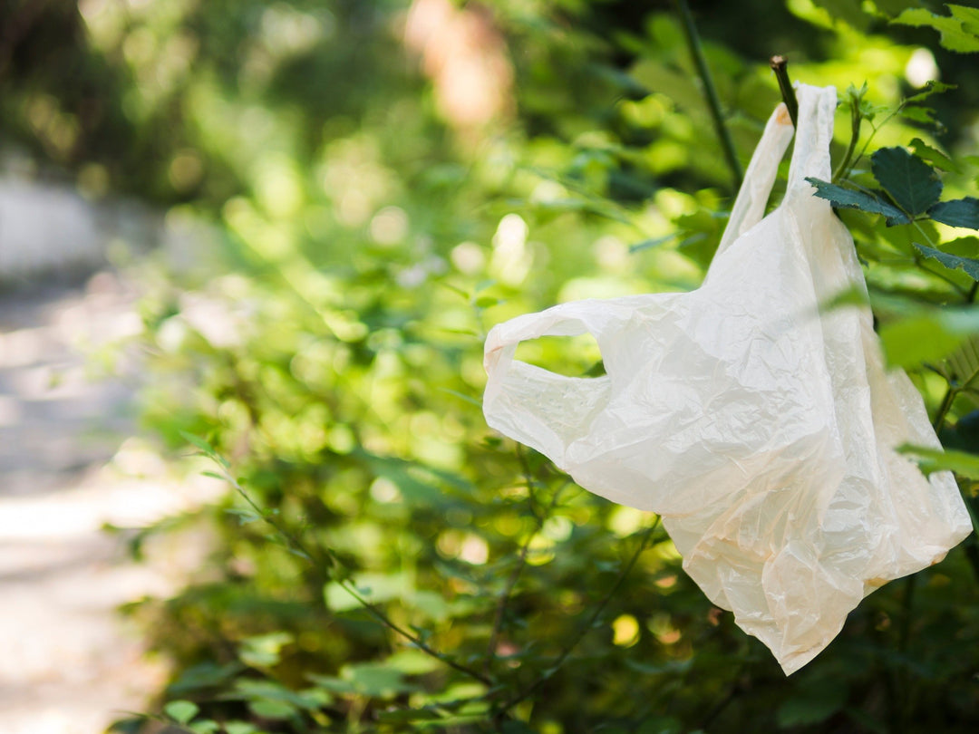 Plastic bag hanging on a branch